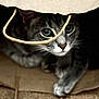 cat, tabby, paper_bag, curious, playful, indoor, pet, animal, whiskers, paws, closeup, green_eyes, feline, cute, domestic_cat, hiding, string, soft_light, shadow, cozy