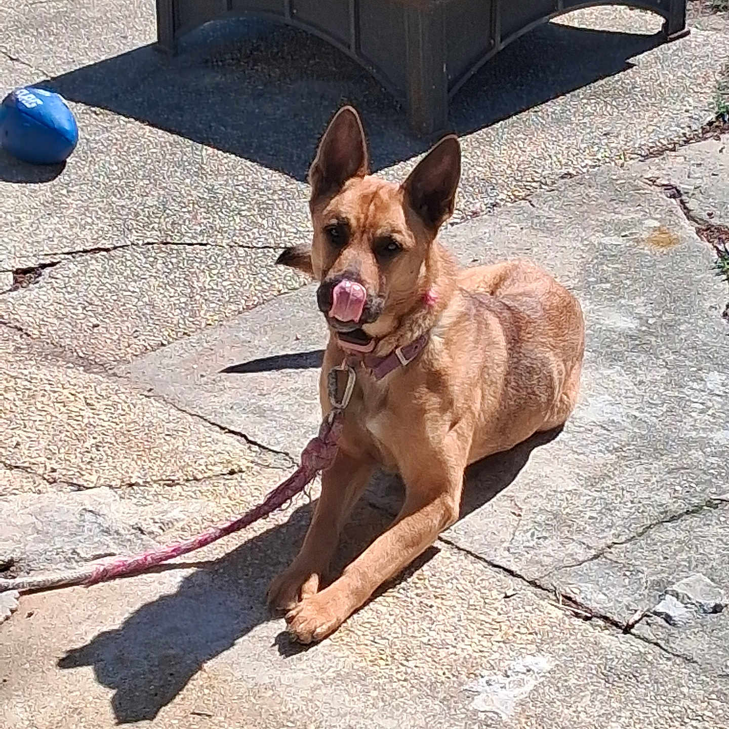 Frekels is registered to the contest to win money with this photo: animal, backyard, ball, canine, collar, concrete, cute, daytime, dog, ears_up, fire_pit, leash, outdoor, pet, playful, resting, shadow, sunlight, tan, tongue