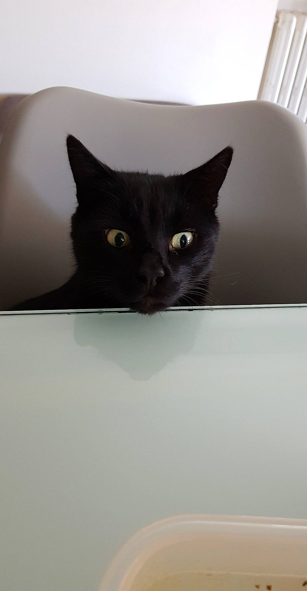 Iako participe au concours pour gagner de l'argent avec cette photo : asian, black, black_cat, bombay, british_shorthair, burmese, carnivore, cat, domestic_short_haired_cat, ear, eye, felidae, fur, kitten, korat, small_to_medium_sized_cats, tail, whiskers