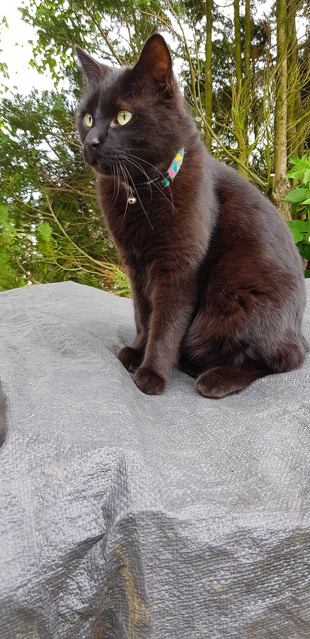 Iako a rejoint le concours — aidez-le/la à gagner de superbes lots ! asian, asian_semi_longhair, black_cat, british_longhair, british_shorthair, burmese, carnivore, cat, chartreux, domestic_short_haired_cat, felidae, fur, korat, mammal, nebelung, persian, russian_blue, small_to_medium_sized_cats, vertebrate, whiskers