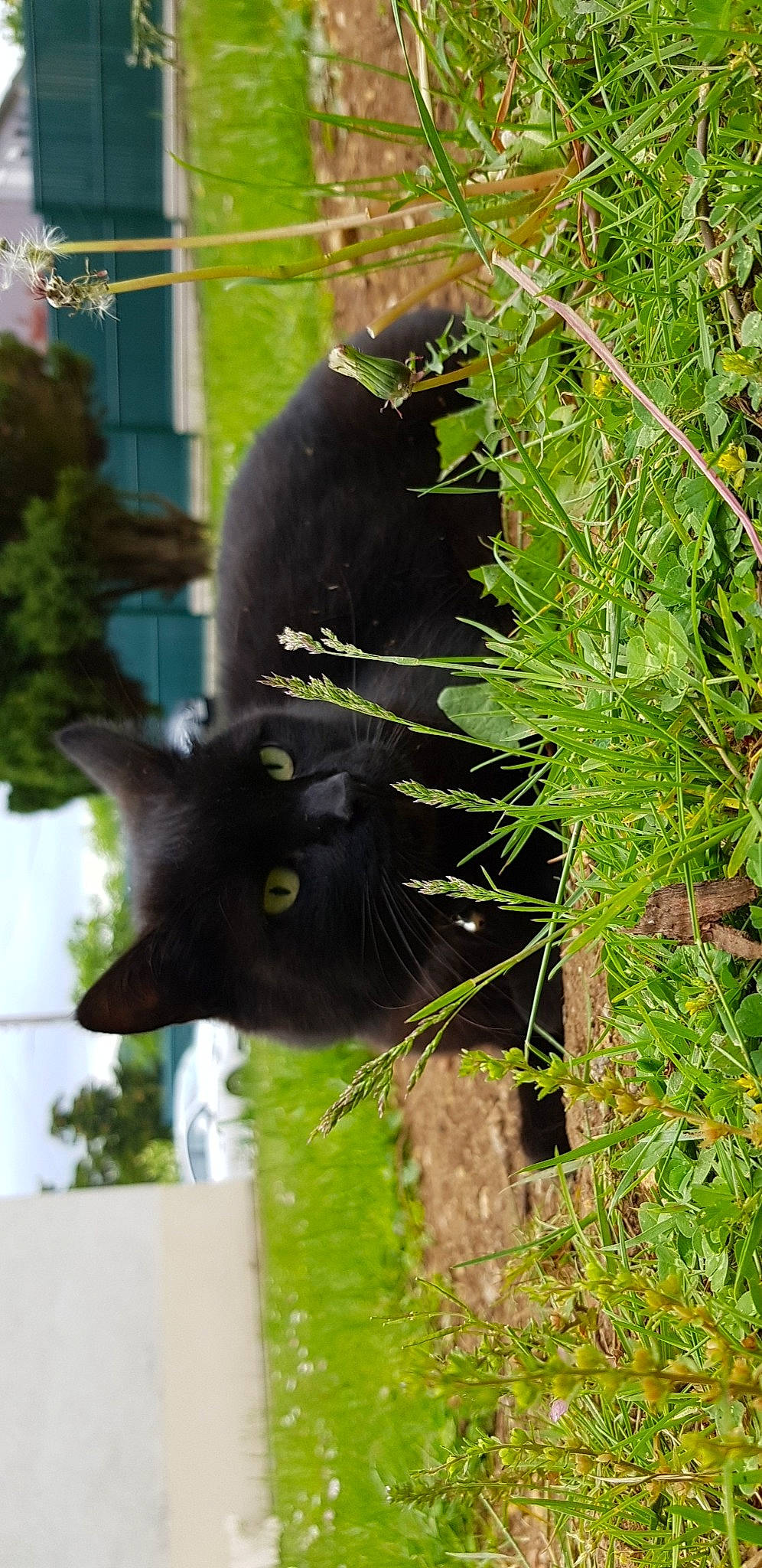 Iako a rejoint le concours — aidez-le/la à gagner de superbes lots ! black_cat, carnivore, cat, felidae, grass, leaf, organism, plant, small_to_medium_sized_cats, snout, whiskers