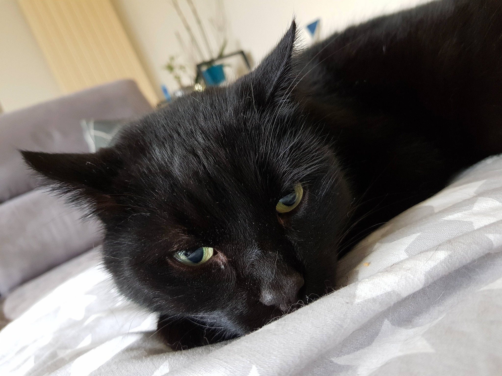 Iako a rejoint le concours — aidez-le/la à gagner de superbes lots ! black, black_cat, bombay, burmese, carnivore, cat, domestic_short_haired_cat, ear, eye, felidae, fur, korat, mammal, small_to_medium_sized_cats, snout, whiskers