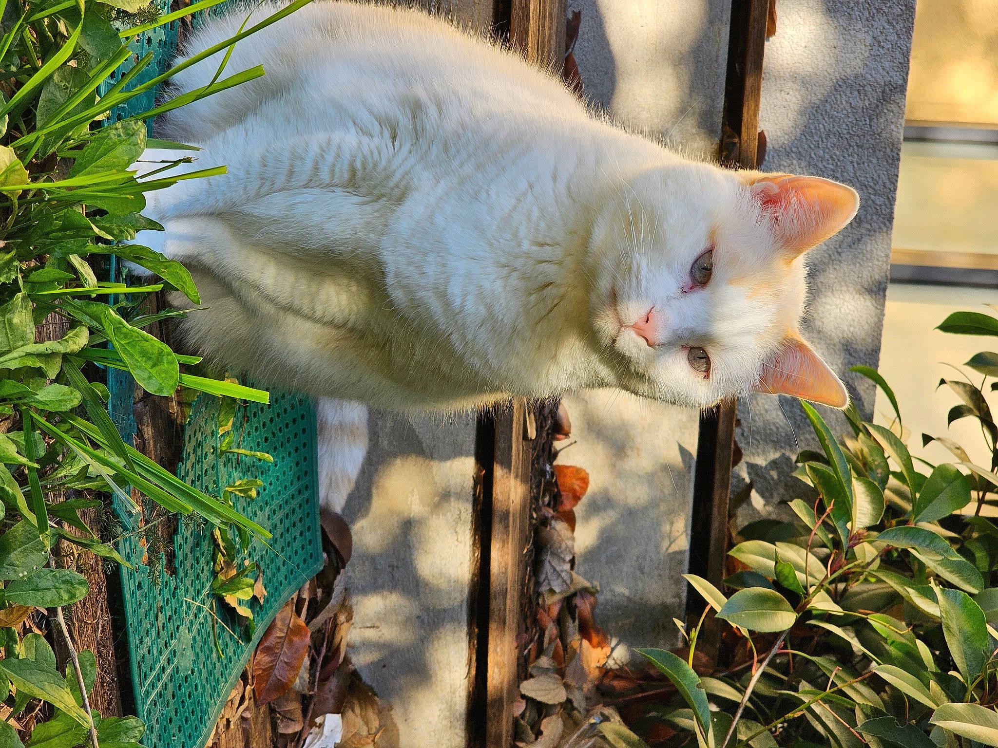 Caine a rejoint le concours — aidez-le/la à gagner de superbes lots ! botany, branch, carnivore, cat, domestic_short_haired_cat, fawn, felidae, fur, grass, leaf, plant, small_to_medium_sized_cats, snout, tail, terrestrial_animal, tree, twig, whiskers, wildlife, wood