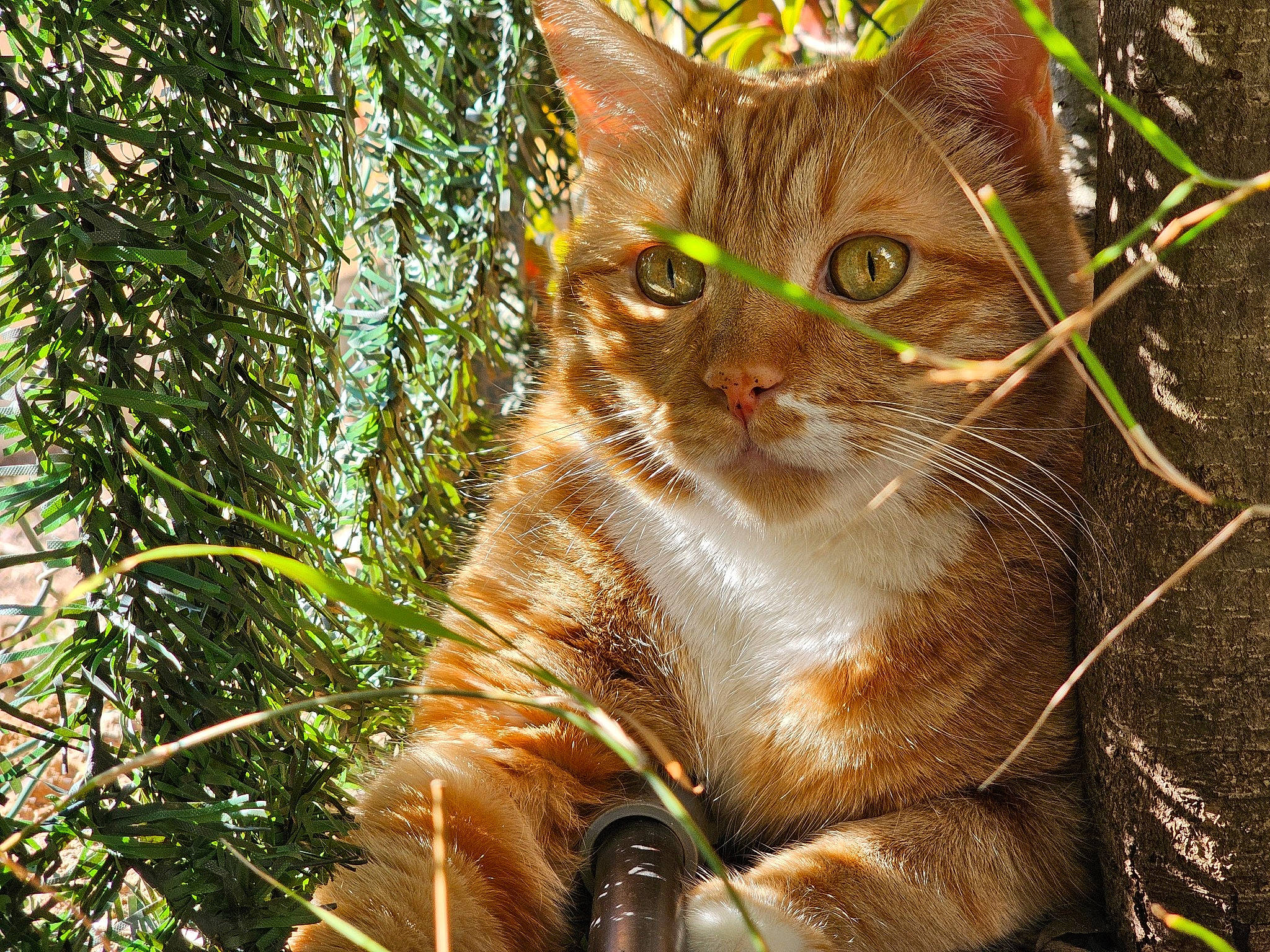 Nevada participe au concours pour gagner de l'argent avec cette photo : carnivore, cat, domestic_short_haired_cat, fawn, felidae, fur, grass, paw, photo_caption, plant, small_to_medium_sized_cats, snout, tail, terrestrial_animal, terrestrial_plant, tree, whiskers, wildlife