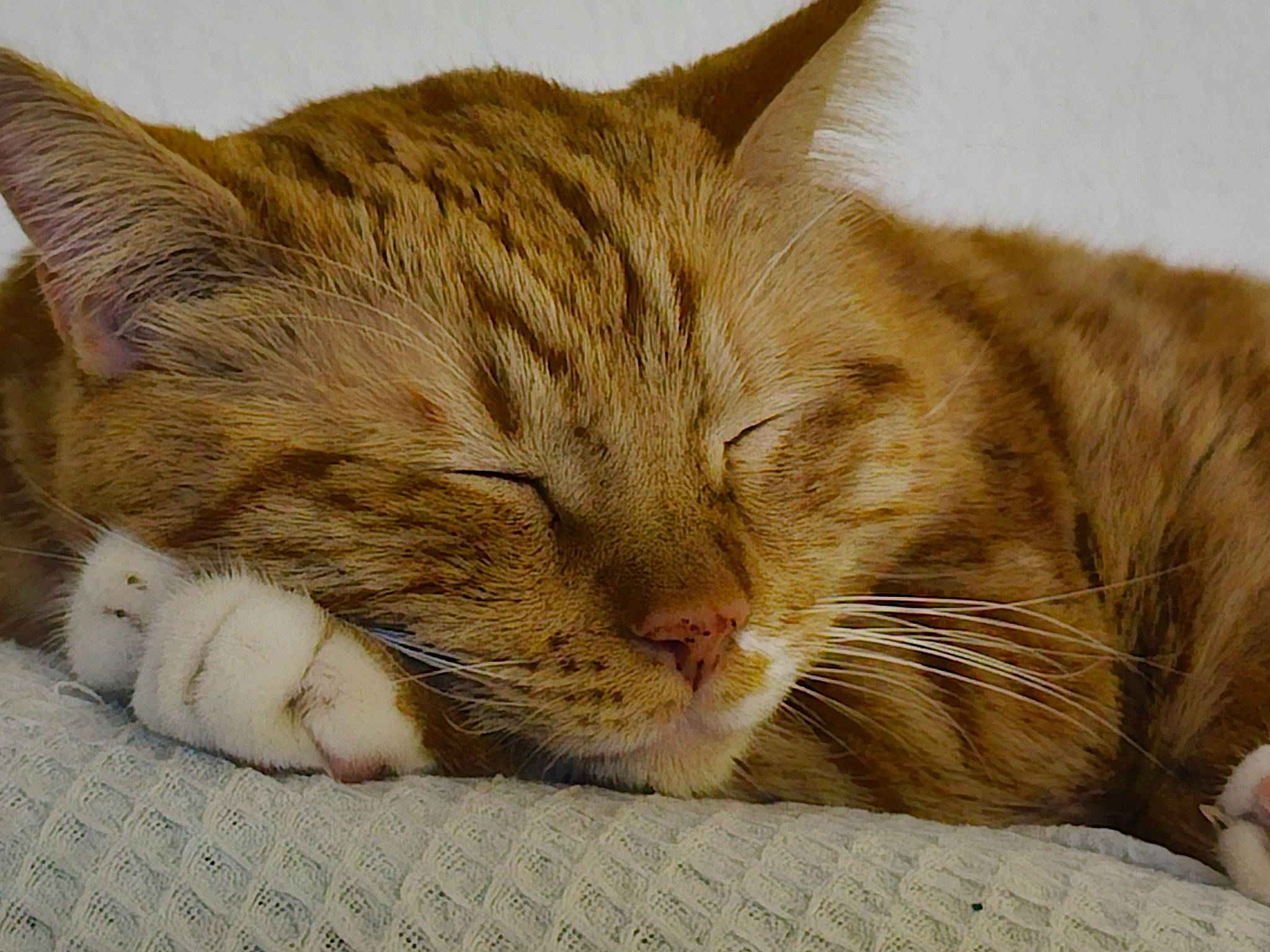 Nevada a rejoint le concours — aidez-le/la à gagner de superbes lots ! carnivore, cat, claw, comfort, domestic_short_haired_cat, ear, fawn, felidae, foot, fur, nap, paw, sitting, sleep, small_to_medium_sized_cats, snout, tail, terrestrial_animal, whiskers