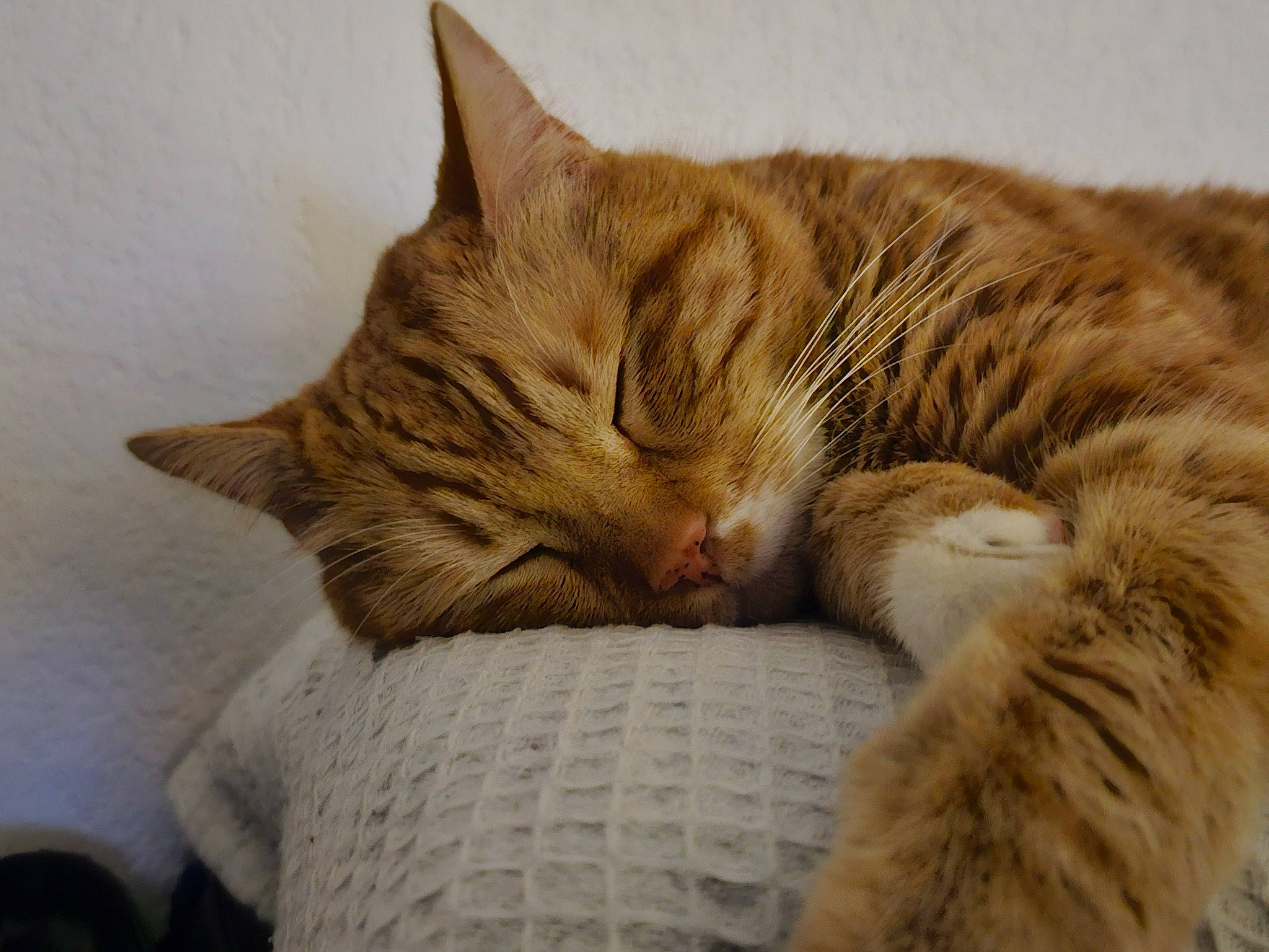 Nevada a rejoint le concours — aidez-le/la à gagner de superbes lots ! carnivore, cat, cat_bed, cat_supply, claw, comfort, domestic_short_haired_cat, fawn, felidae, foot, fur, nap, paw, sitting, sleep, small_to_medium_sized_cats, snout, tail, whiskers, wood