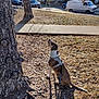 autumn, brown, canine, dog, grass, house, leash, nature, outdoor, park, pet, residential, shadows, sidewalk, sitting, sunlight, tree, van, vehicle, white
