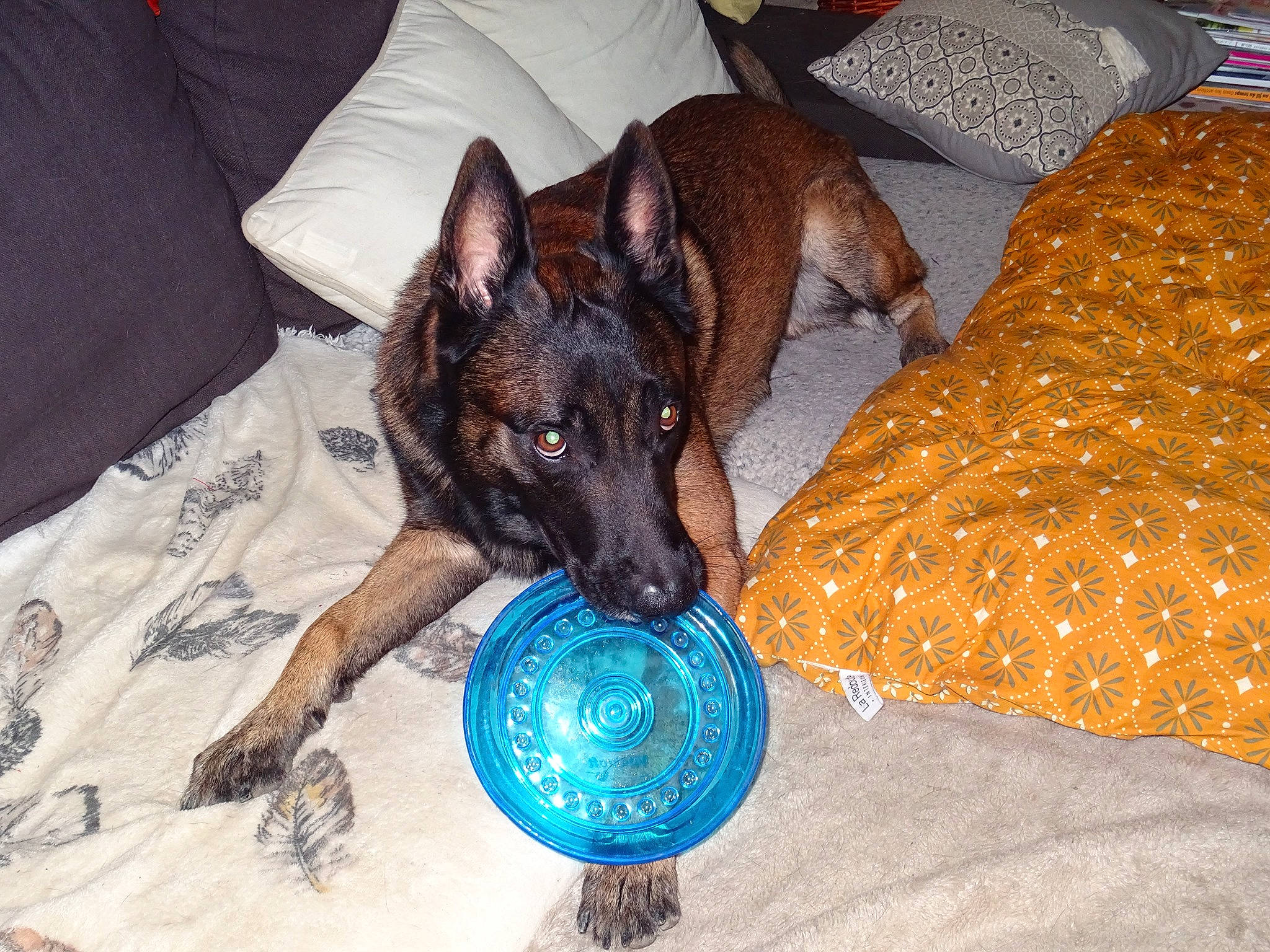 Mars Dieu De La Guerre a rejoint le concours — aidez-le/la à gagner de superbes lots ! ball, belgian_shepherd, belgian_shepherd_malinois, canidae, carnivore, dog, dog_breed, dog_toy, dutch_shepherd_dog, formosan_mountain_dog, german_shepherd_dog, working_dog