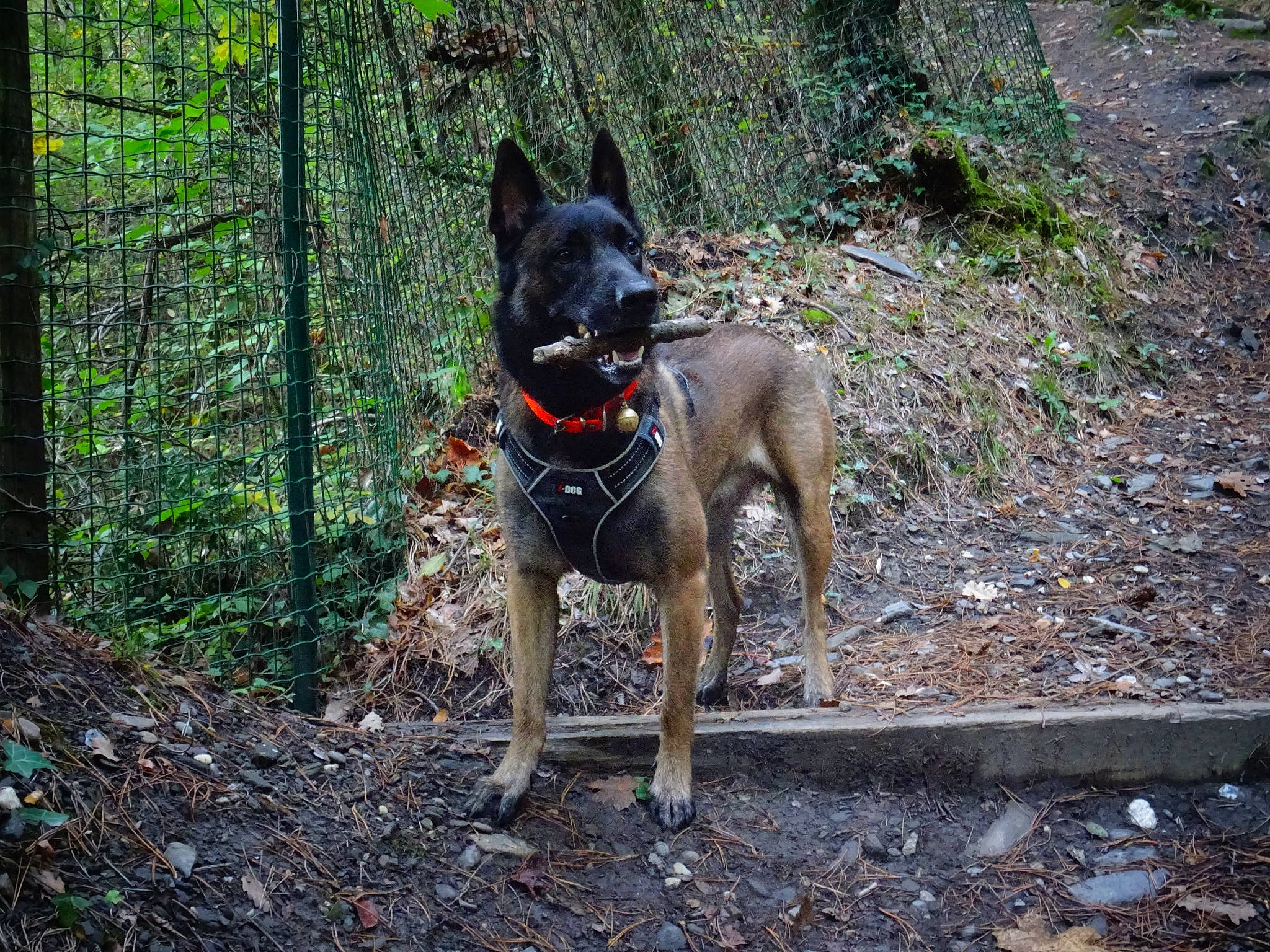 Mars Dieu De La Guerre participe au concours pour gagner de l'argent avec cette photo : adventure, black_norwegian_elkhound, canidae, carnivore, dog, dog_breed, fawn, feist, formosan_mountain_dog, hunting_dog, mammal, mountain_cur, rare_breed_dog, sporting_group, trail, vertebrate