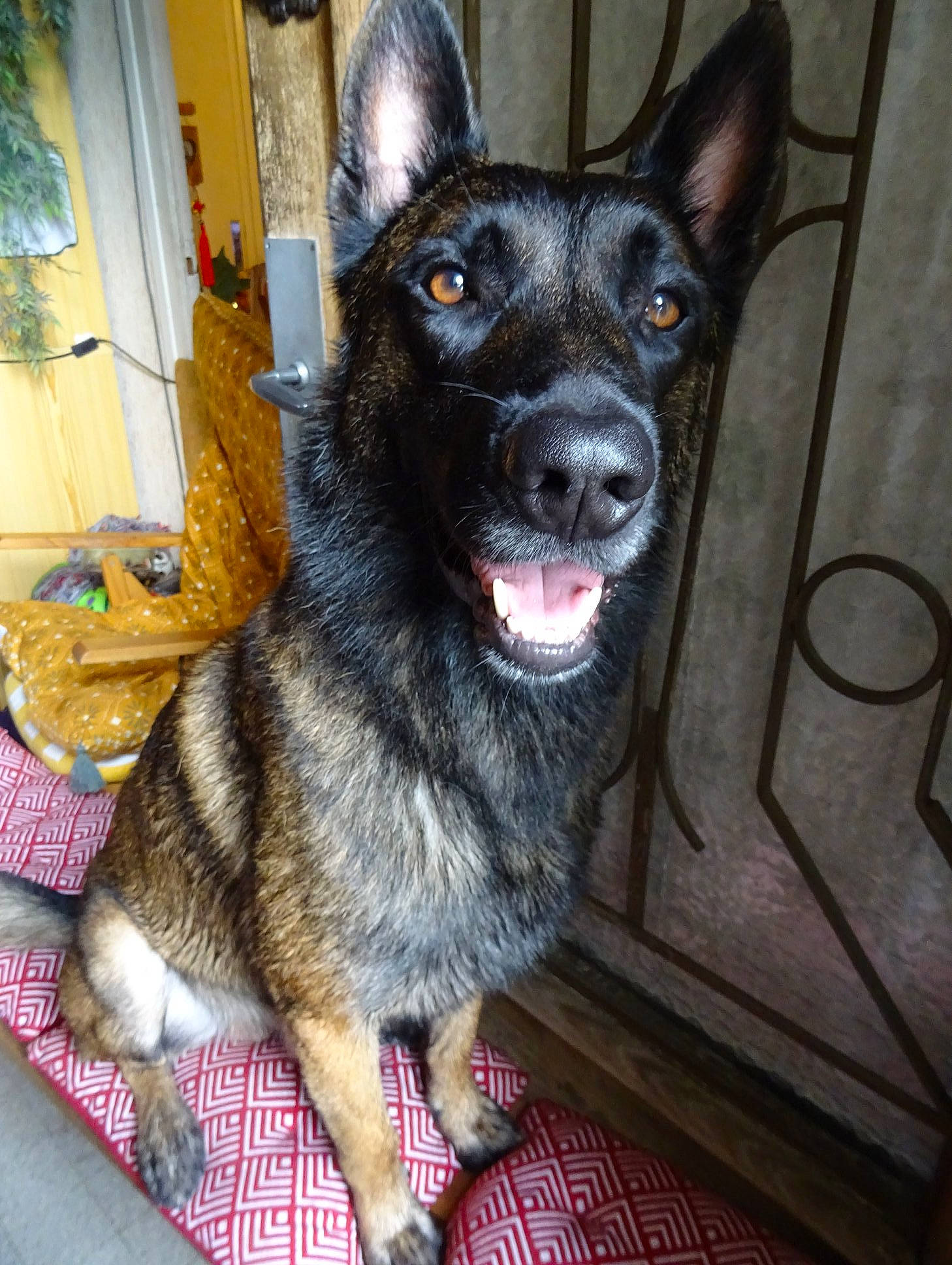 Mars Dieu De La Guerre participe au concours pour gagner de l'argent avec cette photo : black_norwegian_elkhound, canidae, carnivore, dog, dog_breed, dutch_shepherd_dog, east_european_shepherd, formosan_mountain_dog, kai_ken, king_shepherd, kunming_wolfdog, mammal, norwegian_elkhound, rare_breed_dog, snout, vertebrate