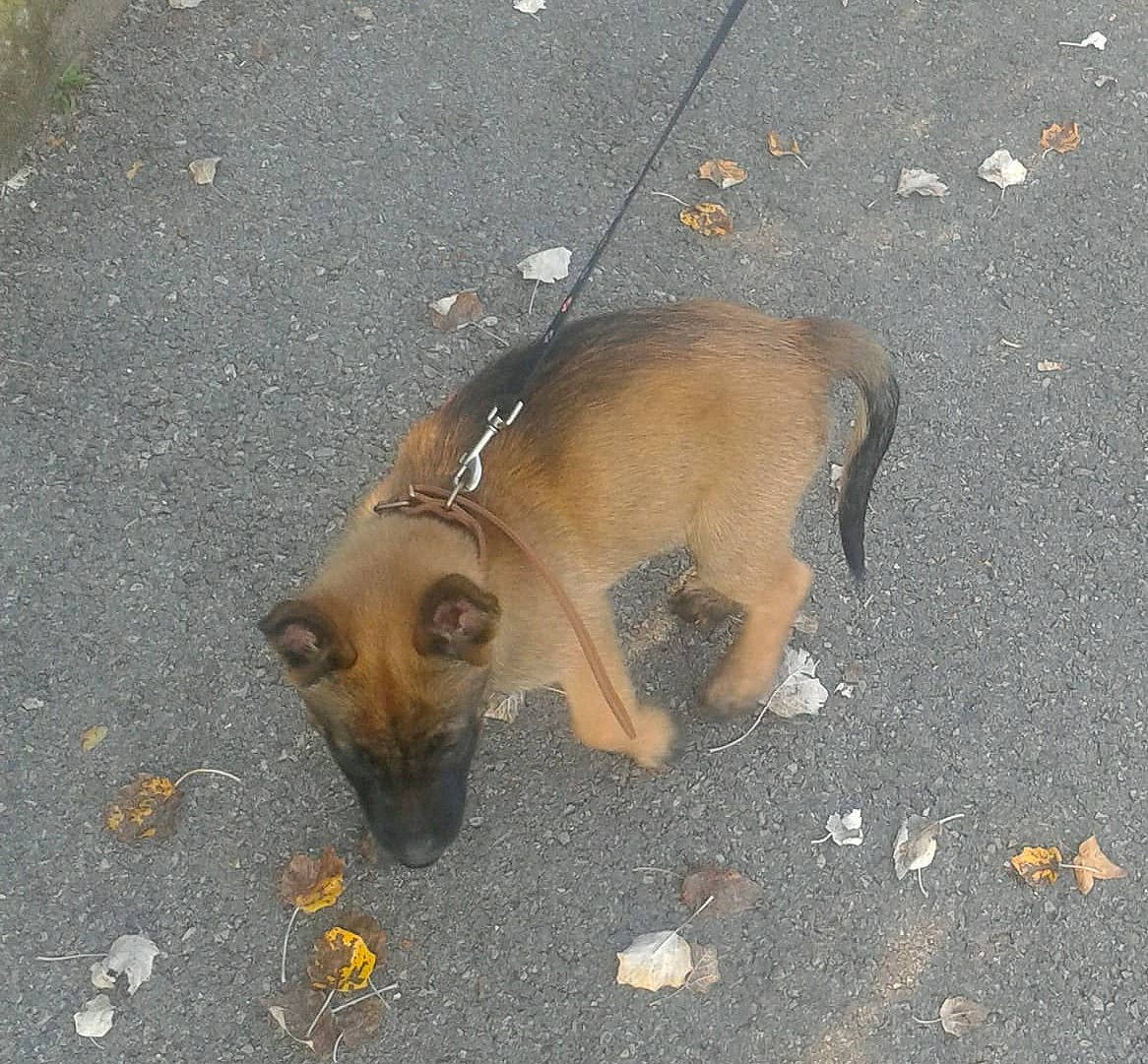 Mars participe au concours pour gagner de l'argent avec cette photo : aspin, belgian_shepherd_malinois, black_mouth_cur, canidae, carnivore, dog, dog_breed, fawn, puppy, road_surface, snout, street_dog, tail