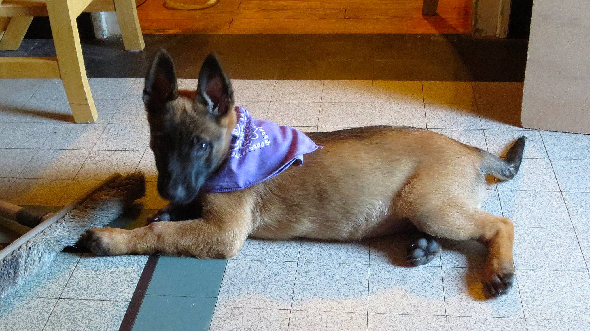 Mars participe au concours pour gagner de l'argent avec cette photo : belgian_shepherd, belgian_shepherd_malinois, canidae, carnivore, dog, dog_breed, fawn, mammal, snout, vertebrate, working_dog