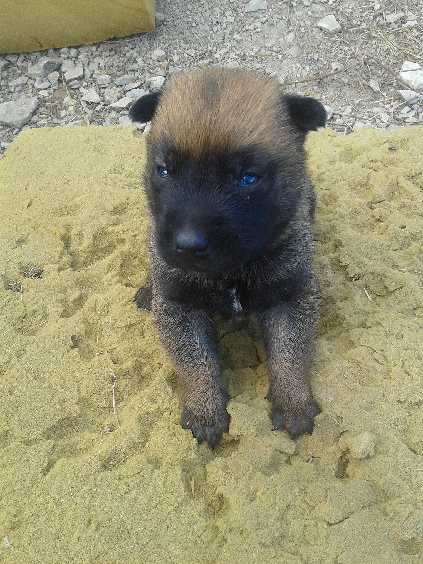 Mars participe au concours pour gagner de l'argent avec cette photo : belgian_shepherd_malinois, canidae, carnivore, dog, dog_breed, fawn, mammal, puppy, rare_breed_dog, snout, street_dog, vertebrate