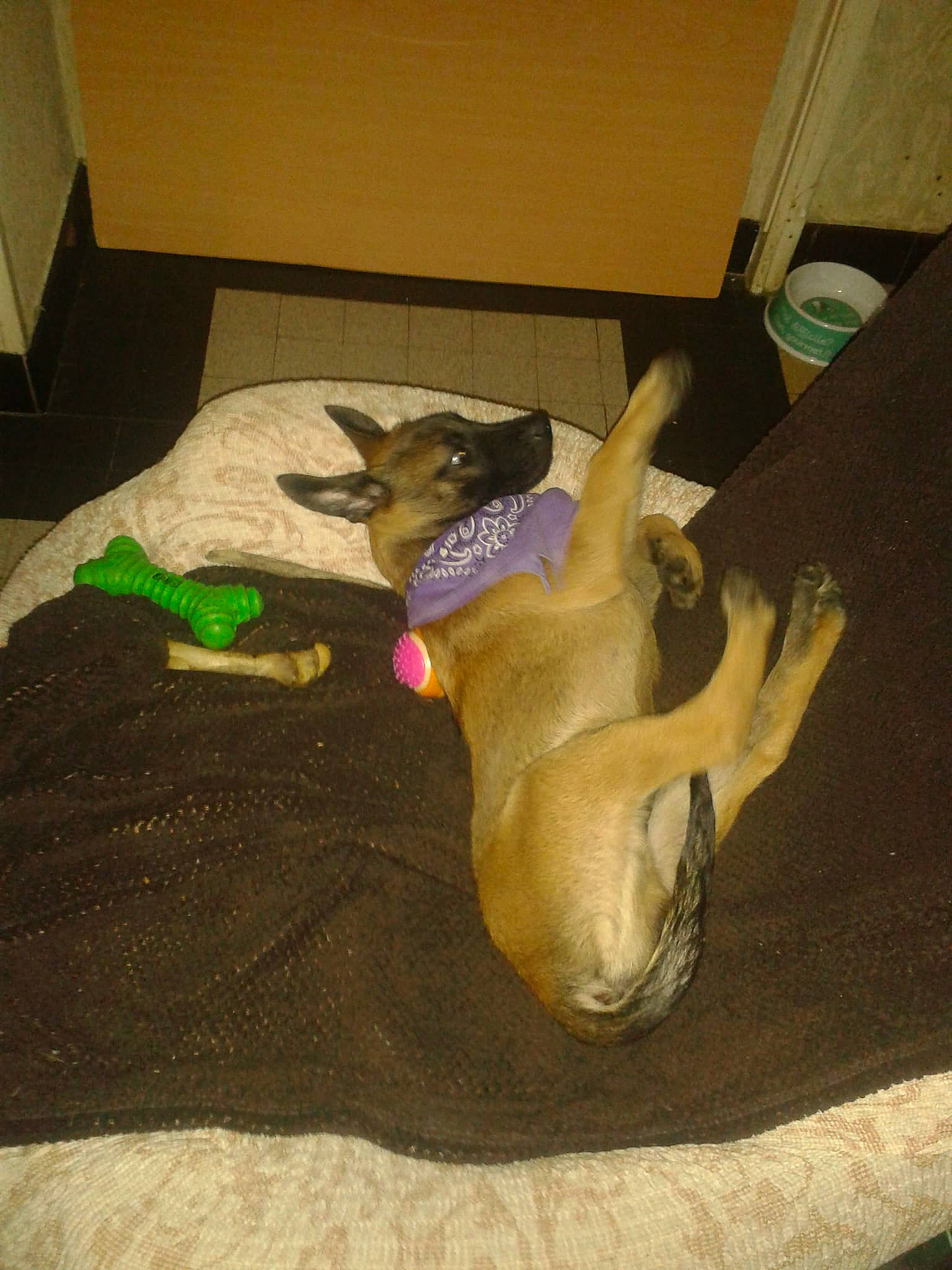 Mars a rejoint le concours — aidez-le/la à gagner de superbes lots ! canidae, carnivore, dog, dog_breed, fawn, sporting_group, tail