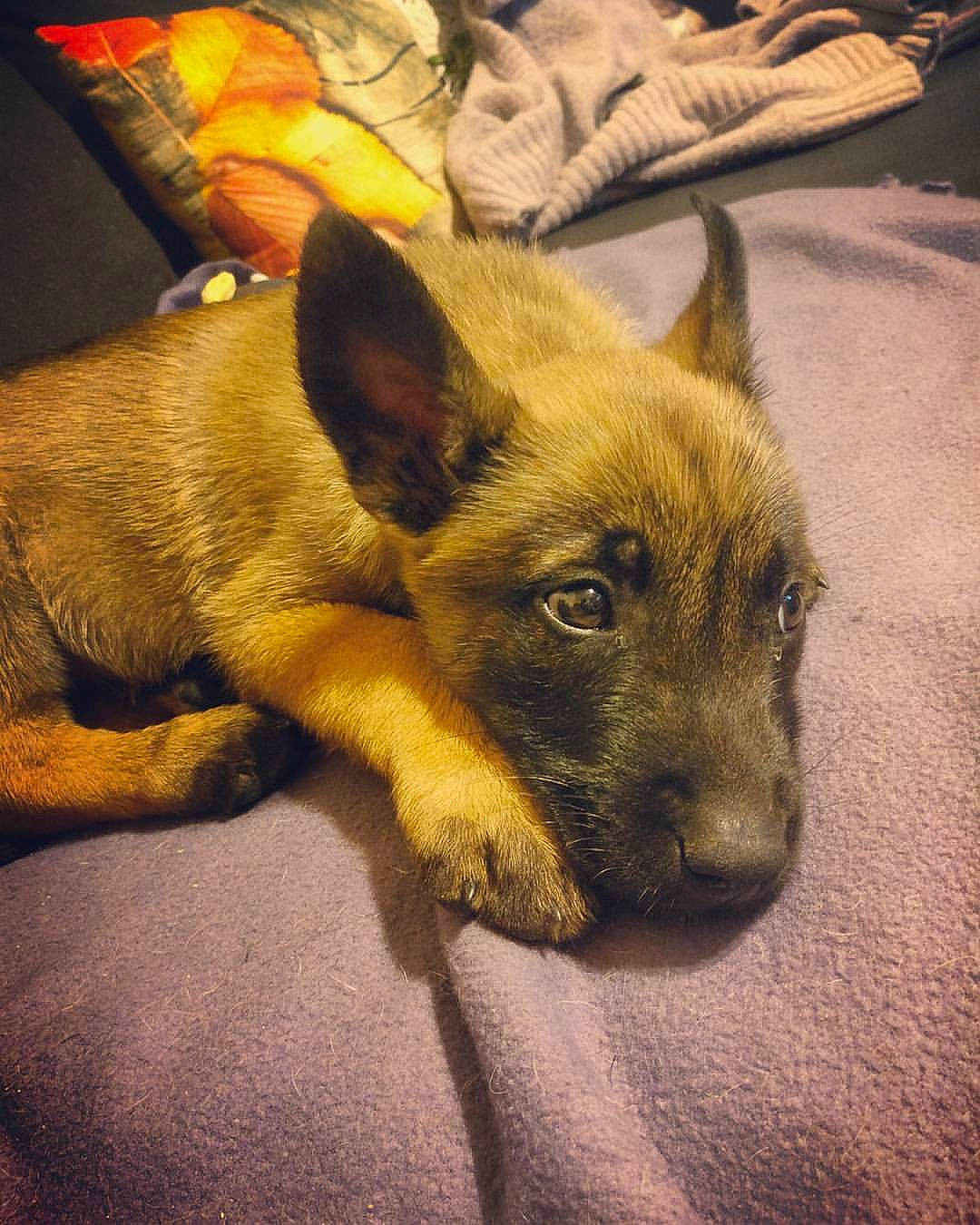 Mars a rejoint le concours — aidez-le/la à gagner de superbes lots ! belgian_shepherd_malinois, canidae, carnivore, dog, dog_breed, dutch_shepherd_dog, ear, fawn, german_shepherd_dog, mammal, puppy, snout, vertebrate, whiskers