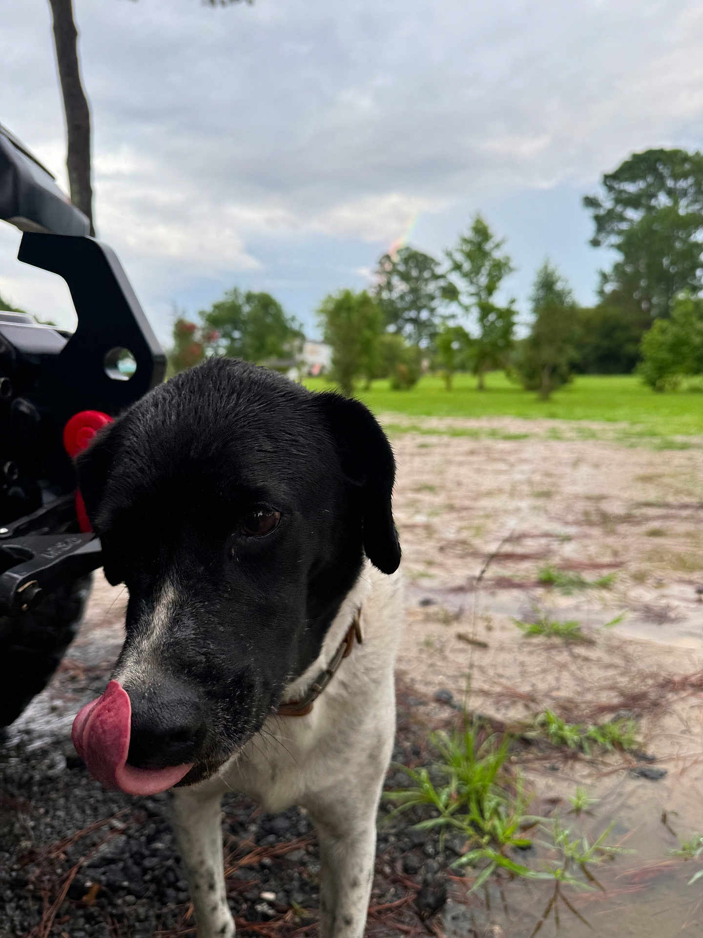 Piper joined the competition — help win amazing prizes! dog, black_and_white, tongue_out, collar, outdoor, grass, trees, gravel, sky, cloudy, animal, pet, nature, playful, curious, close_up, muzzle, ears, ground, daylight