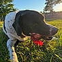 Piper joined the competition — help win amazing prizes! dog, grass, outdoor, sunlight, toy, black_and_white, pet, animal, nature, fence, tree, daylight, closeup, playing, mouth, paw, sunset, field, canine, collar