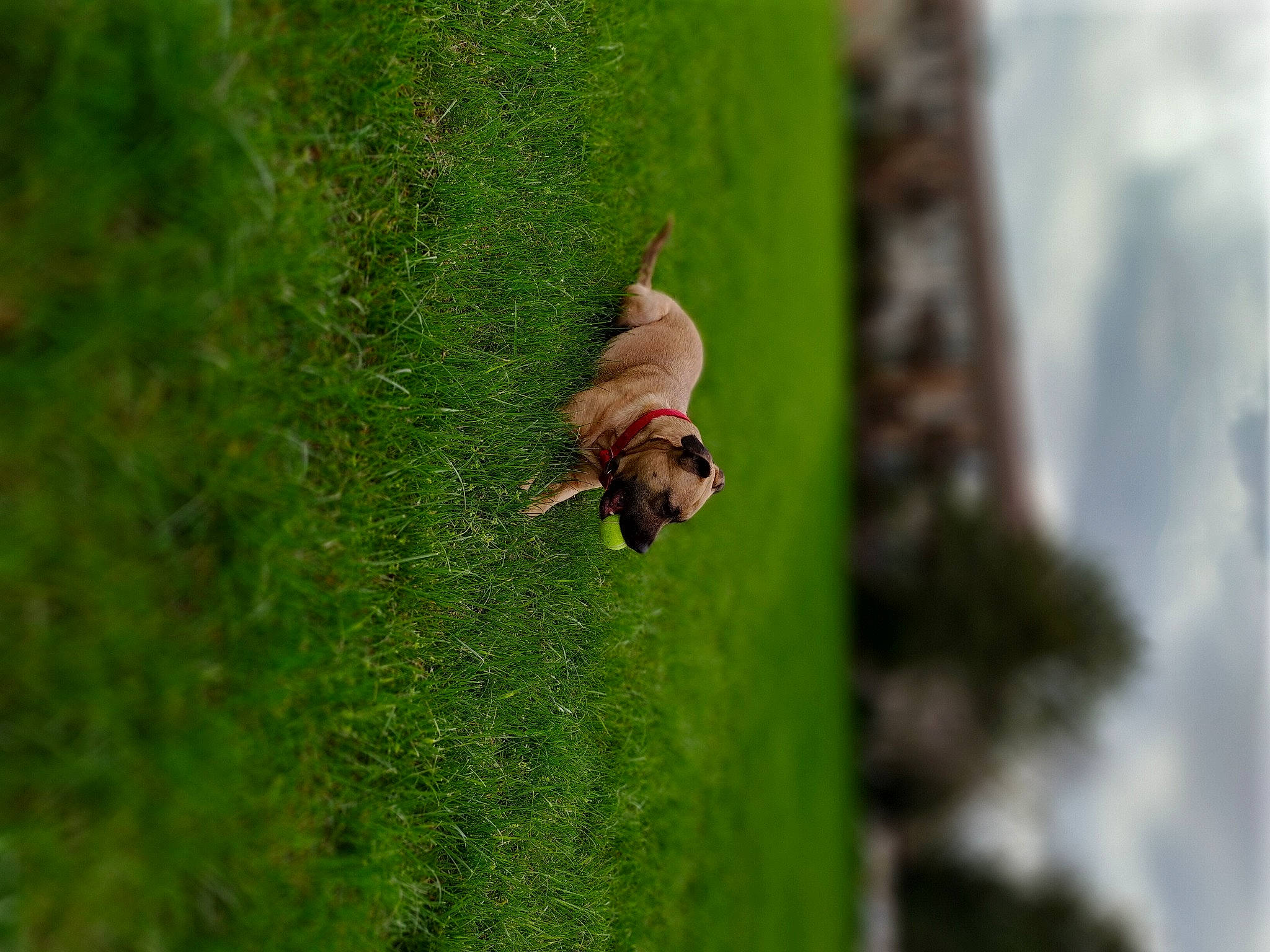 Karma is registered to the contest to win money with this photo: arthropod, forest, grass, grassland, groundcover, insect, invertebrate, landscape, macro_photography, membrane_winged_insect, natural_landscape, parasite, pest, plant, terrestrial_plant, tree, trunk, vascular_plant, wildlife, wood