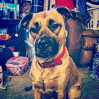 Karma joined the competition — help win amazing prizes! blue, carnivore, cloud, collar, companion_dog, dog, dog_breed, dog_collar, fawn, giant_dog_breed, happy, metal, meteorological_phenomenon, pet_supply, puppy_love, sky, snout, sporting_group, whiskers, working_animal