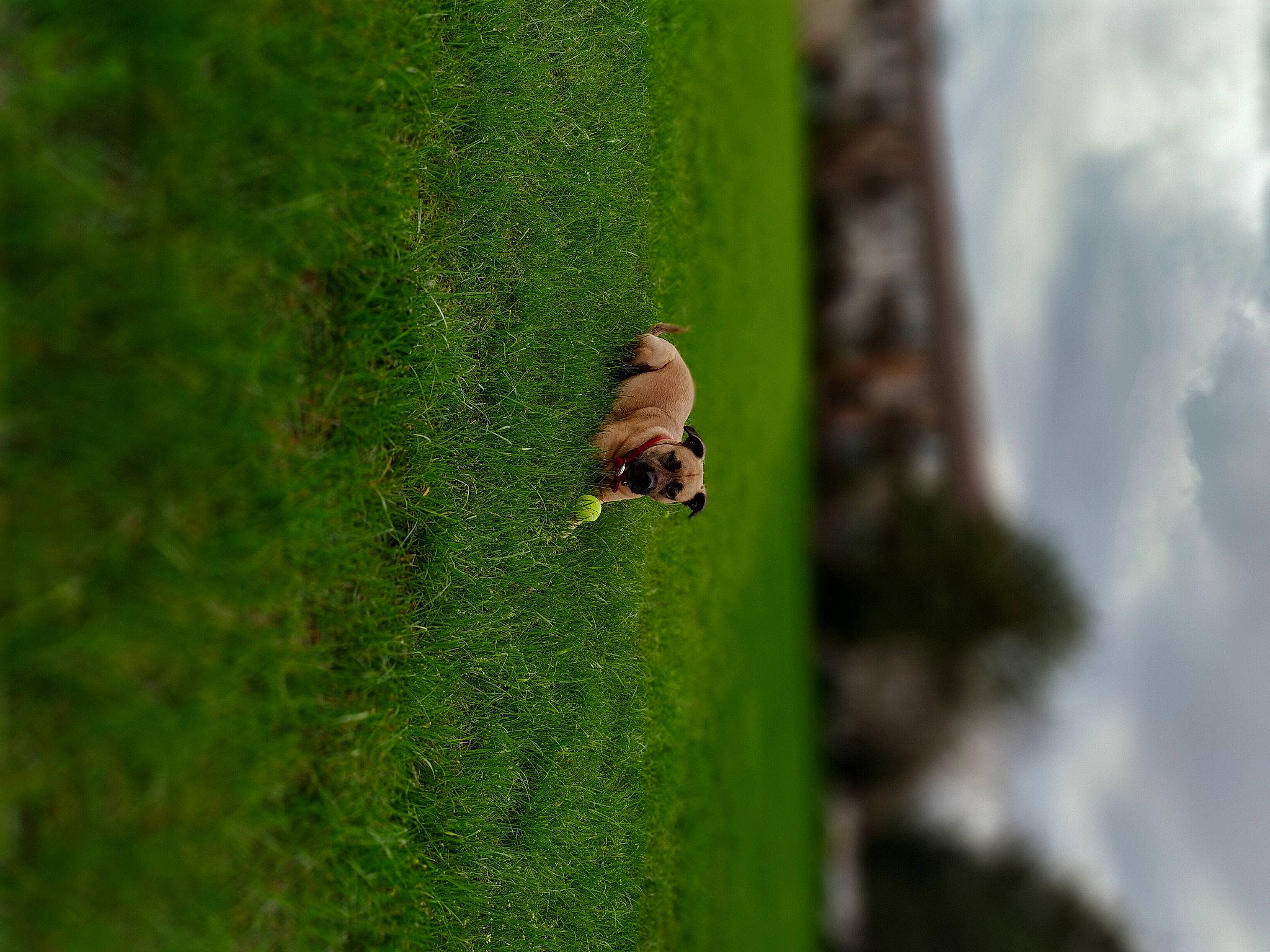 Karma joined the competition — help win amazing prizes! cloud, forest, grass, grass_family, grassland, insect, invertebrate, landscape, macro_photography, parasite, pest, plant, recreation, sky, soil, terrestrial_plant, tree, trunk, wildlife, wood