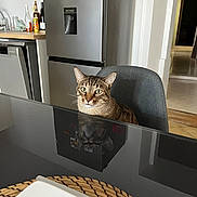 Tigrou participe au concours pour gagner de l'argent avec cette photo : cat, tabby_cat, chair, table, reflection, kitchen, refrigerator, bottle, countertop, indoor, domestic, feline, curious, sitting, furniture, home, animal, pet, looking, gray
