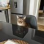 cat, tabby_cat, chair, table, reflection, kitchen, refrigerator, bottle, countertop, indoor, domestic, feline, curious, sitting, furniture, home, animal, pet, looking, gray