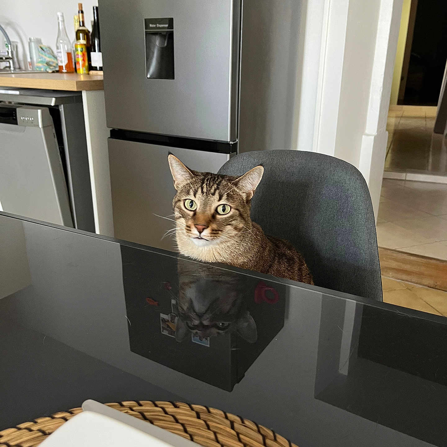 Tigrou participe au concours pour gagner de l'argent avec cette photo : animal, bottle, cat, chair, countertop, curious, domestic, feline, furniture, gray, home, indoor, kitchen, looking, pet, reflection, refrigerator, sitting, tabby_cat, table