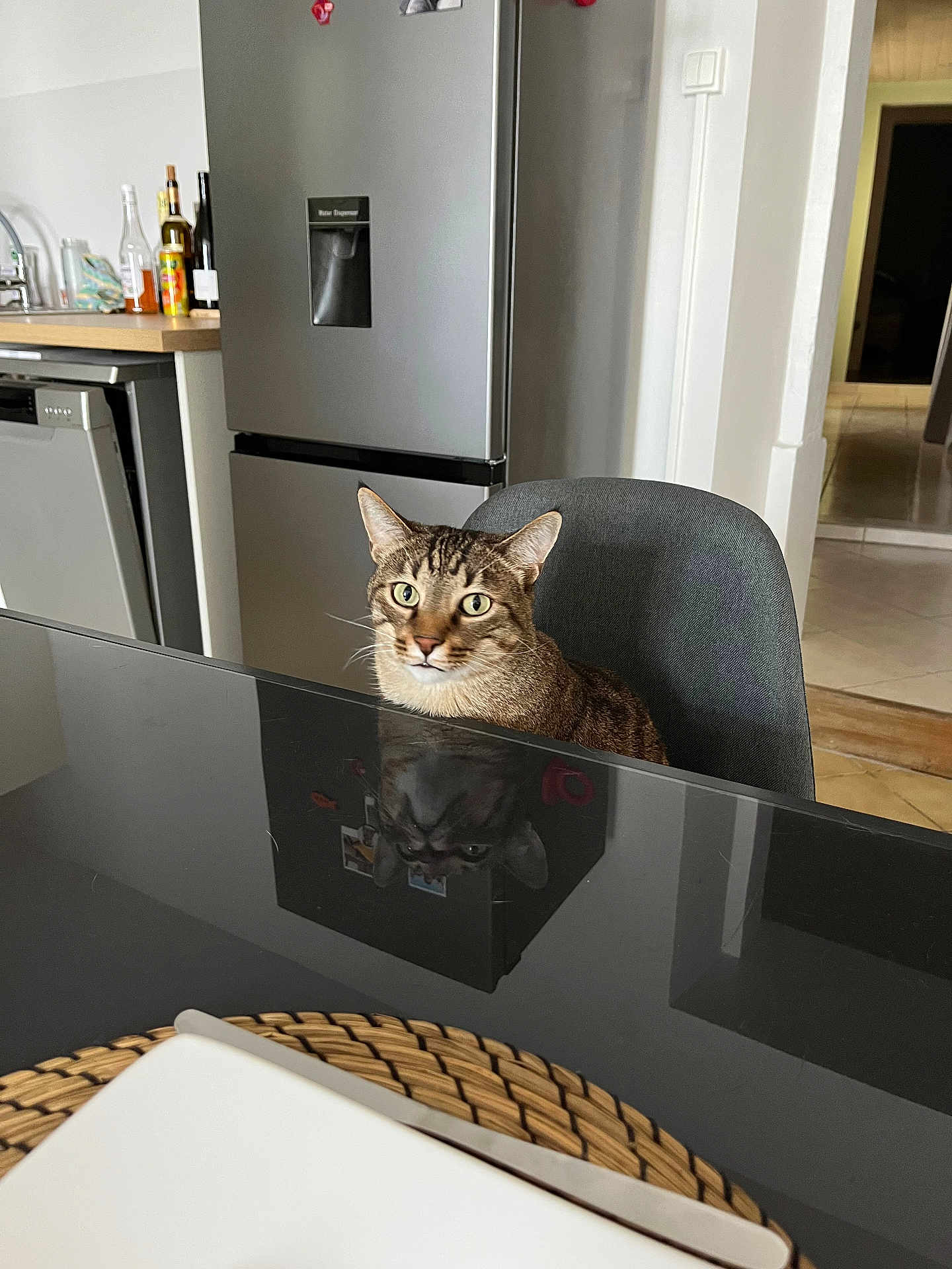 Tigrou participe au concours pour gagner de l'argent avec cette photo : cat, tabby_cat, chair, table, reflection, kitchen, refrigerator, bottle, countertop, indoor, domestic, feline, curious, sitting, furniture, home, animal, pet, looking, gray