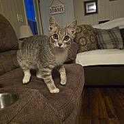 Molly is registered to the contest to win money with this photo: cat, kitten, gray_tabby, couch, living_room, furniture, pillow, wooden_floor, lamp, door, wall_art, curious, indoor, pet, whiskers, close_up, home_decor, animal, mammal, cute