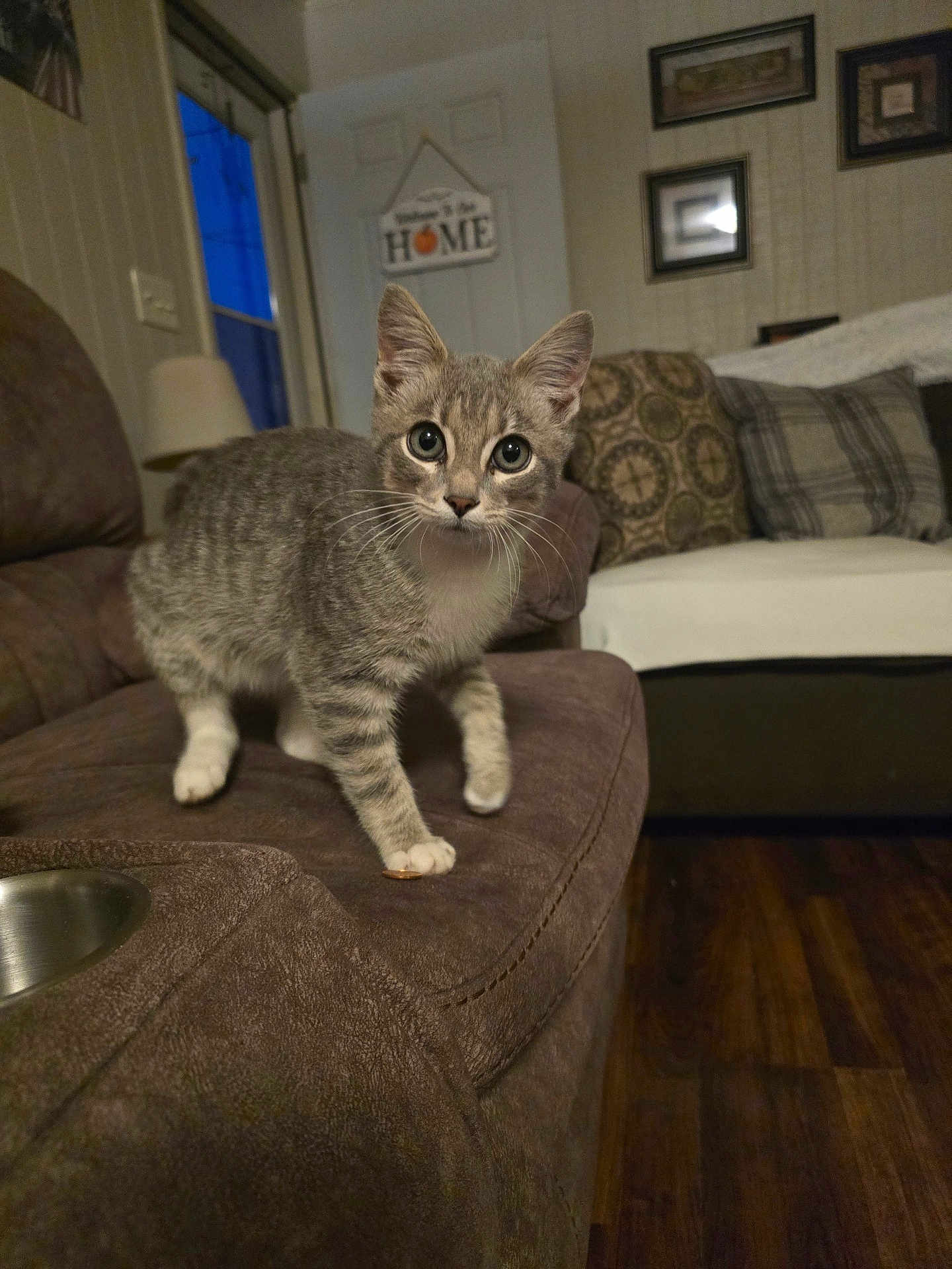 Molly is registered to the contest to win money with this photo: cat, kitten, gray_tabby, couch, living_room, furniture, pillow, wooden_floor, lamp, door, wall_art, curious, indoor, pet, whiskers, close_up, home_decor, animal, mammal, cute