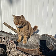 Skye is registered to the contest to win money with this photo: animal, bell, brown, cat, closeup, collar, daylight, fence, fur, mammal, nature, outdoor, pet, shadow, sitting, sunlight, tabby, tree_stump, whiskers, wood