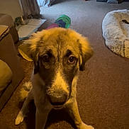 Xena is registered to the contest to win money with this photo: animal, brown, carpet, cozy, curious, dog, ears, eyes, floor, fur, home, indoor, living_room, looking_up, pet, pet_bed, puppy, sitting, toy, vacuum_cleaner