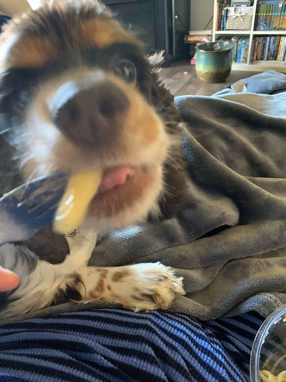 Lulu joined the competition — help win amazing prizes! australian_shepherd, bernese_mountain_dog, canidae, carnivore, companion_dog, dog, dog_breed, english_shepherd, mammal, miniature_australian_shepherd, nose, puppy, puppy_love, snout, sporting_group, vertebrate, welsh_sheepdog