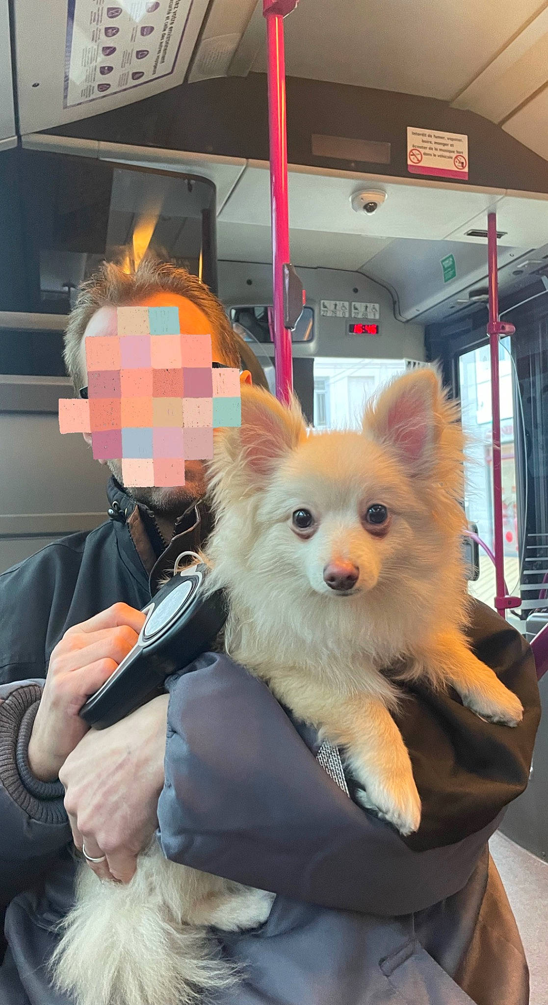 Hoshi participe au concours pour gagner de l'argent avec cette photo : ancient_dog_breeds, canidae, carnivore, companion_dog, dog, dog_breed, dog_supply, fashion_accessory, fawn, fur, non_sporting_group, personal_protective_equipment, pomeranian, snout, spitz, sporting_group, sunglasses, toy_dog, working_animal