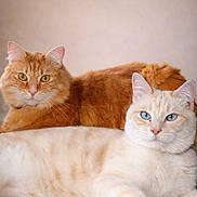 Olaf Et Daisy participe au concours pour gagner de l'argent avec cette photo : amber_eyes, animal, blanket, blue_eyes, cat, cats, closeup, couch, cozy, cream_cat, feline, fluffy_fur, ginger_cat, indoor, neutral_background, pair, pet, portrait, relaxed, whiskers