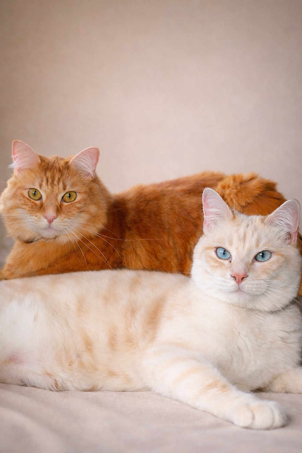 Olaf Et Daisy participe au concours pour gagner de l'argent avec cette photo : amber_eyes, animal, blanket, blue_eyes, cat, cats, closeup, couch, cozy, cream_cat, feline, fluffy_fur, ginger_cat, indoor, neutral_background, pair, pet, portrait, relaxed, whiskers