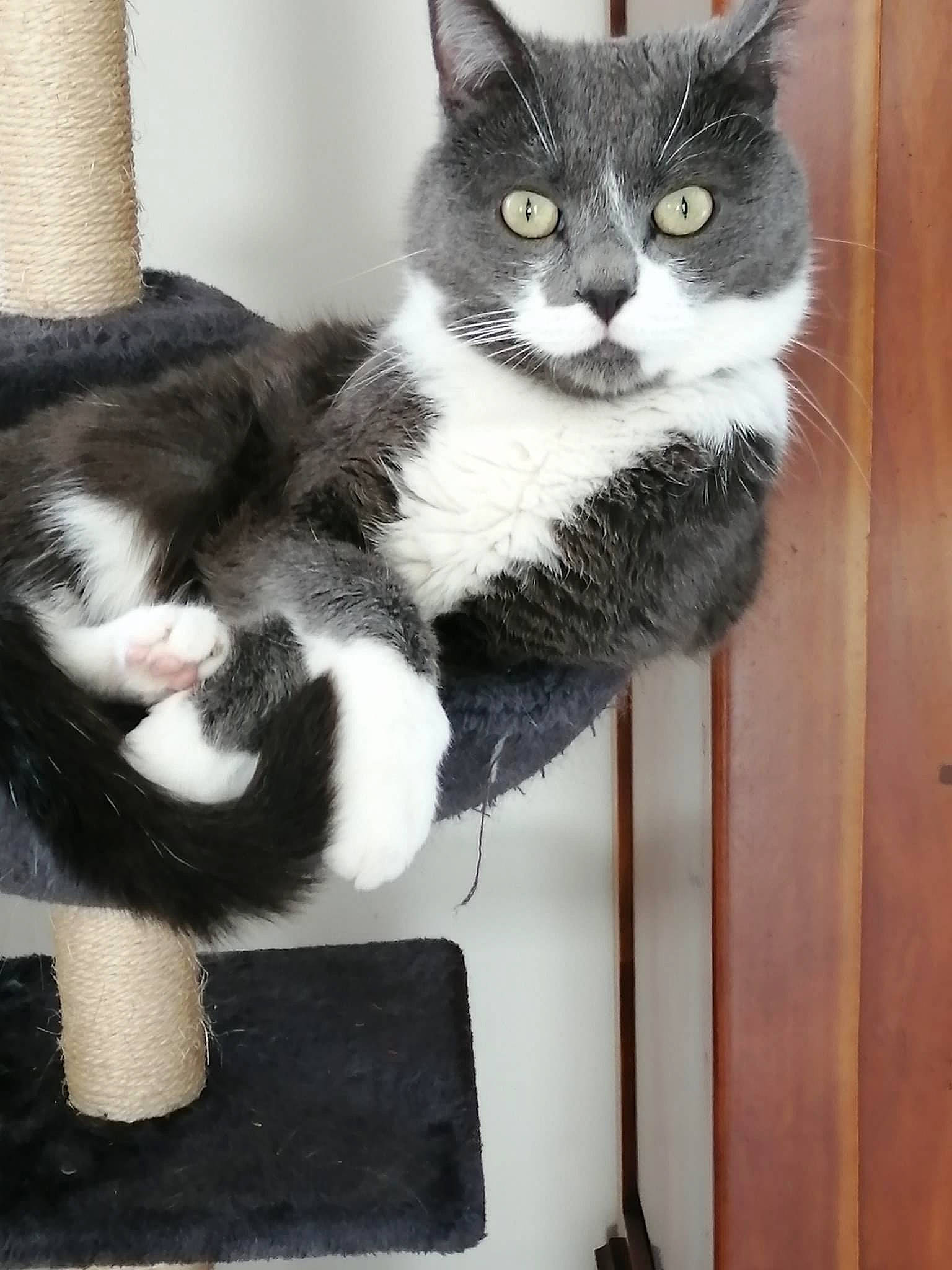 Loona participe au concours pour gagner de l'argent avec cette photo : carnivore, cat, cat_furniture, cat_supply, claw, comfort, domestic_short_haired_cat, felidae, fur, paw, sitting, small_to_medium_sized_cats, snout, tail, whiskers, window