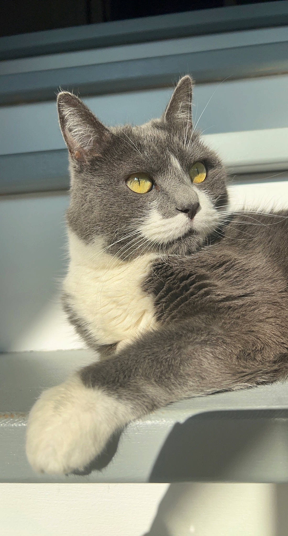 Loona a rejoint le concours — aidez-le/la à gagner de superbes lots ! carnivore, cat, domestic_short_haired_cat, eye, felidae, fur, grey, metal, monochrome_photography, paw, sitting, small_to_medium_sized_cats, snout, tail, terrestrial_animal, whiskers, window