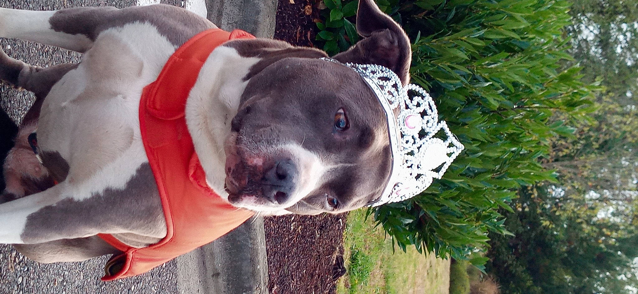 Fiona joined the competition — help win amazing prizes! canidae, carnivore, collar, companion_dog, dog, dog_breed, dog_collar, dog_supply, fawn, fur, giant_dog_breed, grass, great_dane, guard_dog, plant, snout, sporting_group, tree, whiskers, working_animal