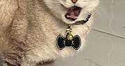 Beamer joined the competition — help win amazing prizes! cat, bow_tie, collar, pet, indoor, marble_floor, fur, whiskers, four_legs, tabby, animal, cute, mouth_open, expression, eyes, ears, standing, feline, domestic, portrait