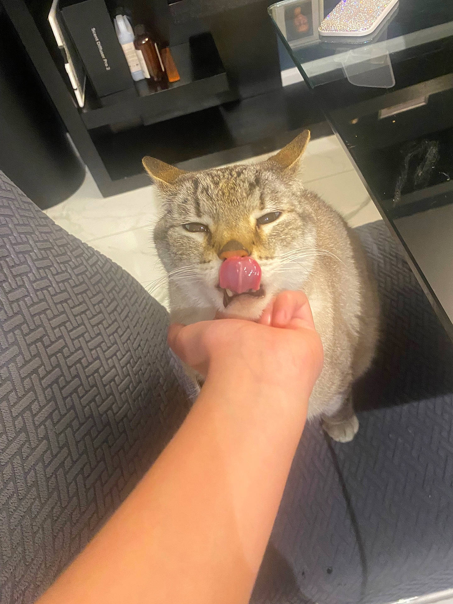 Beamer joined the competition — help win amazing prizes! animal, bottle, cat, chair, cute, domestic_cat, expression, face, floor, furniture, glass_table, hand, indoor, licking, person, pet, shelf, tabby, tongue, whiskers