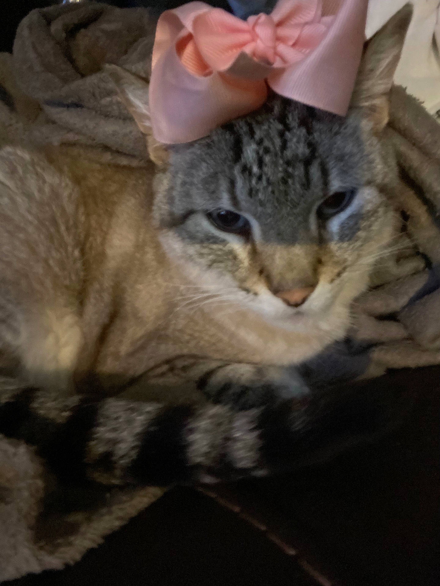 Beamer joined the competition — help win amazing prizes! animal, blanket, bow, cat, closeup, cozy, cute, domestic_animal, feline, fur, indoor, mammal, pet, pink_bow, portrait, relaxed, resting, sleepy, soft_texture, striped_tail