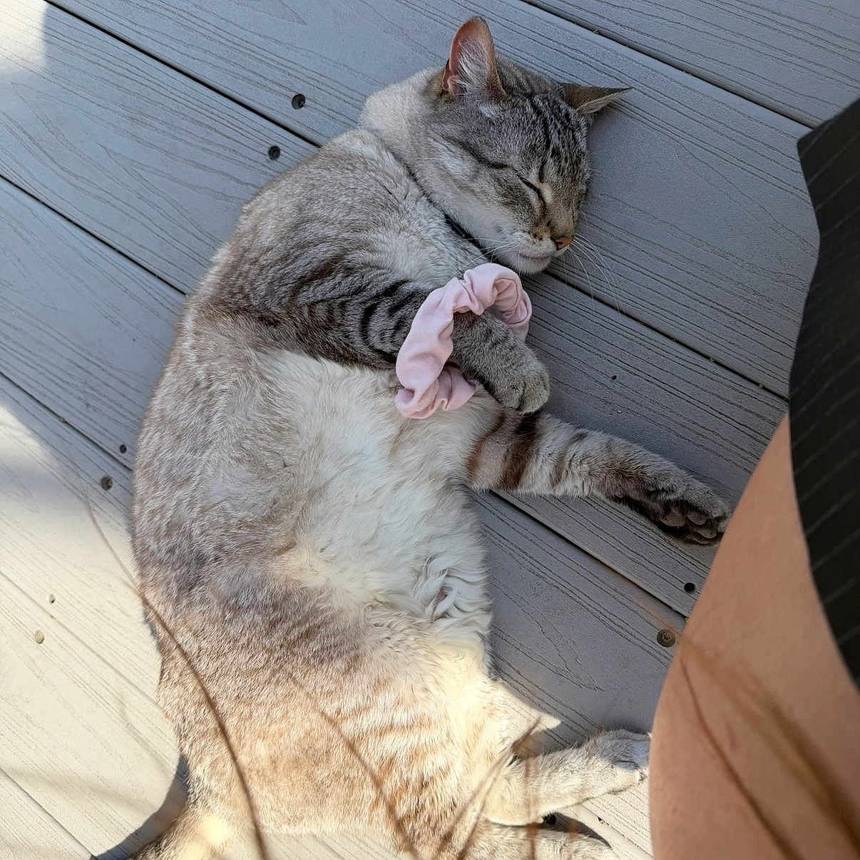 Beamer is registered to the contest to win money with this photo: animal, cat, closeup, cute, daylight, domestic_cat, fur, mammal, outdoor, paw, peaceful, pet, relaxed, resting, scrunchie, sleeping, striped, sunlight, whiskers, wooden_deck