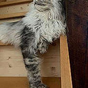 Atlas participe au concours pour gagner de l'argent avec cette photo : cat, fluffy, stairs, wood, pet, animal, feline, gray, white, long_hair, paw, indoors, curious, sitting, looking_away, closeup, domestic, whiskers, portrait, relaxed