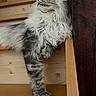 animal, cat, closeup, curious, domestic, feline, fluffy, gray, indoors, long_hair, looking_away, paw, pet, portrait, relaxed, sitting, stairs, whiskers, white, wood