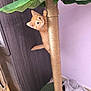 Abricot participe au concours pour gagner de l'argent avec cette photo : kitten, cat, scratching_post, indoor, furniture, green_leaves, plant, floor, blanket, purple_wall, cute, pet, animal, orange_cat, playful, climbing, furry, small, home, cozy