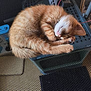 Abricot participe au concours pour gagner de l'argent avec cette photo : kitten, cat, sleeping, orange_tabby, curled_up, furry, pet, indoor, mesh_surface, close_up, cute, animal, resting, whiskers, paw, adorable, fur, young, nap, cozy