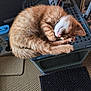 kitten, cat, sleeping, orange_tabby, curled_up, furry, pet, indoor, mesh_surface, close_up, cute, animal, resting, whiskers, paw, adorable, fur, young, nap, cozy