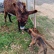 Rocket a rejoint le concours — aidez-le/la à gagner de superbes lots ! dog, donkey, grass, fence, rust, animal_interaction, outdoor, nature, young_dog, curious, brown_dog, brown_donkey, sniffing, playful, calm, daylight, greenery, leaves, ground, farm