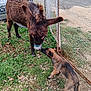 dog, donkey, grass, fence, rust, animal_interaction, outdoor, nature, young_dog, curious, brown_dog, brown_donkey, sniffing, playful, calm, daylight, greenery, leaves, ground, farm